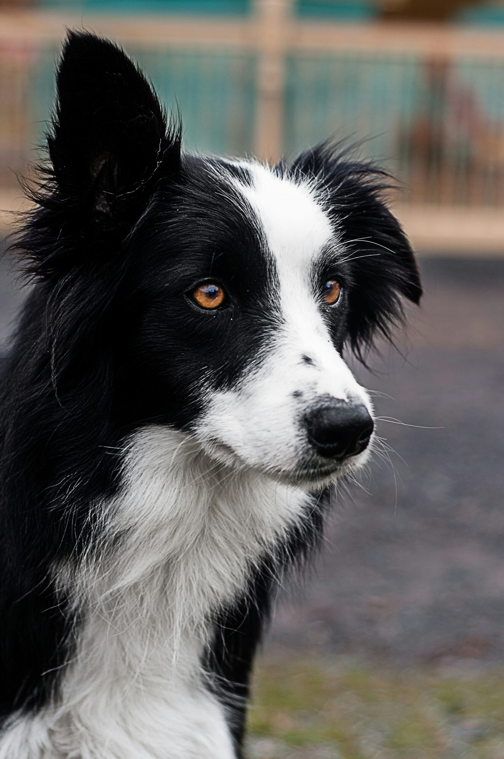 Border Collie 2