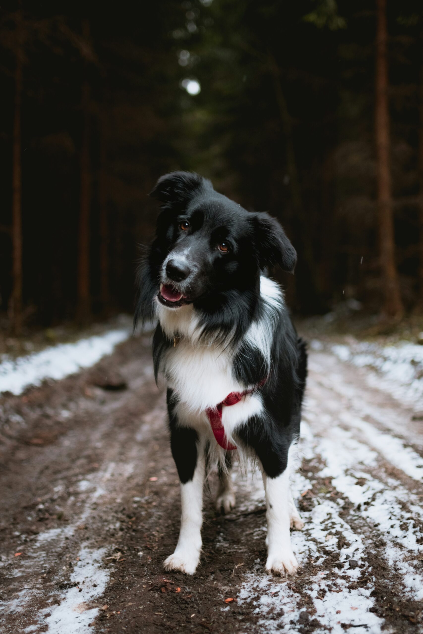 Border Collie 3